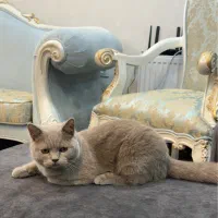 گربه بریتیش رنگ بلو(طوسی)|گربه|اهواز, کیان اباد|دیوار