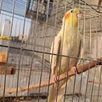 عروس هلندی|پرنده|قلعه گنج, |دیوار
