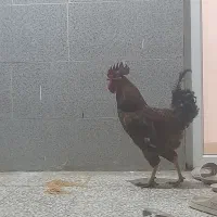 خروس جوان