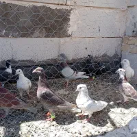 کفتربوم پرشی