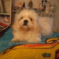 شیتزو سوپر فلت نر دوساله2تومن|سگ|قم, پردیسان|دیوار