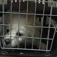 پامر خرسی د