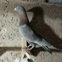 کفتر پلاکی زد خوردی