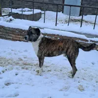 سگ گله|سگ|باخزر, |دیوار