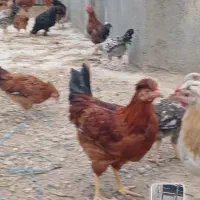 فروش نیمچه مرغ و خروس