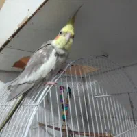 پرنده فروشی|پرنده|رشت, فلسطین|دیوار