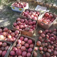 فروش انار باغ سریزد بصورت کلی|خوردنی و آشامیدنی|مهریز, |دیوار