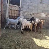 بز دورگ