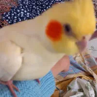 عروسی هلندی گمشده