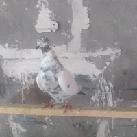 ۴عدد کبوتر درجه یک