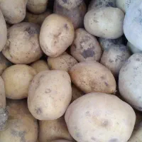 فروش ۵۰ کیلو سیب زمینی