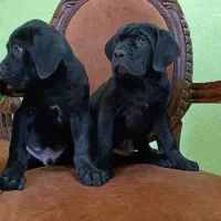 سگهای اشرافی و خاص کین کورسو CANCORSO|سگ|گرمدره, |دیوار