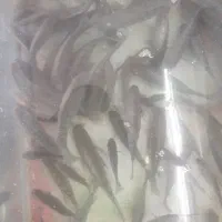 بچه ماهی تیلاپیا