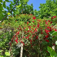 باغ ویلای ۱۰۰۰۰هزار متری|فروش خانه و ویلا|چهارباغ, |دیوار