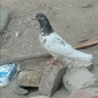 کبوتر