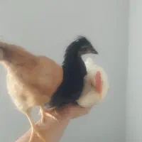 جوجه مرغ و خروس
