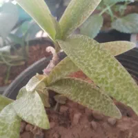 گل های زیبا|گل و گیاه طبیعی|اسفراین, |دیوار