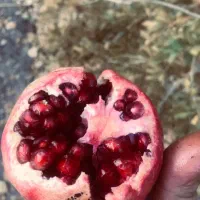 انار رباب یه جا 700کیلو|عمده‌فروشی|مرودشت, نقش رستم|دیوار