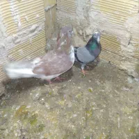 کبوتر|پرنده|مشگین شهر, |دیوار