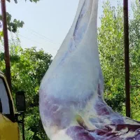 شترمرغ پاک شده