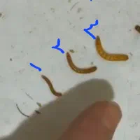 کرم میلورم خشک و زنده و آموزش پرورش