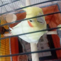 عروس هلندی جفت مولد کار داده