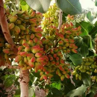 کود اختصاصی باغات پسته با سیستم کلینیک درخت پزشک