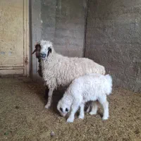 میشو بره