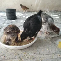 جوجه رسمی / محلی