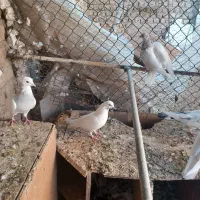 کبوتر کفتر طوقی کلدار|پرنده|قم, سالاریه|دیوار