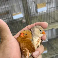 چهار جفت  فنچ فول اورنج مولد کار داده ۳تومن
