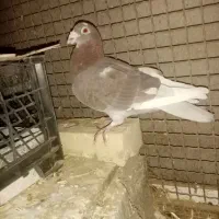 دوتا کبوتر فروشی