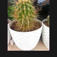 گل های زیبا