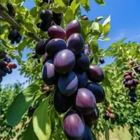 فروش نهال بخارا پربازده و صادراتی