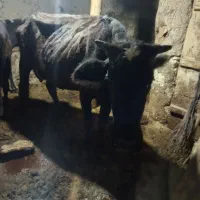 شش تا گاو گوساله بومی