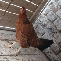 مرغ|حیوانات مزرعه|خاش, |دیوار