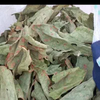 سبزی خشک  به عکس توجه کن سبزی رمشک