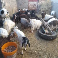 بزغاله ها فروشی هستندکیلوی ۲۷۰