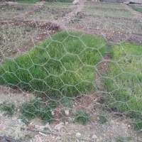 تیم پیاز یا مشاع پیاز