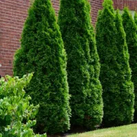 کار و نگهداری ویلا