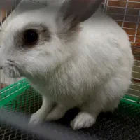 خرگوش نر|موش و خرگوش|مسجد سلیمان, |دیوار