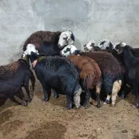 گاو میش آبستن مایه کرد