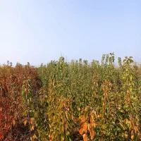 نهال حراج|گل و گیاه طبیعی|خان ببین, |دیوار