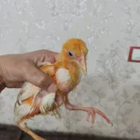 جوجه رنگی