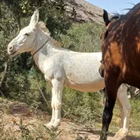 الاغ جوان آرام پالونی