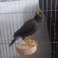 مرغ مینا سخنگوو کاملادستی بامزه