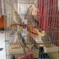 فروش پرنده