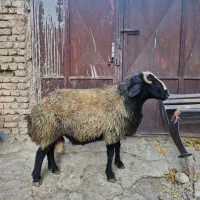 قوچ|حیوانات مزرعه|فریدونشهر, |دیوار