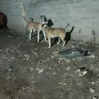 سگ سرابی  سه  دانه فی 16|سگ|اهر, |دیوار