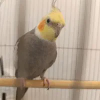 عروس هلندی سخنگو